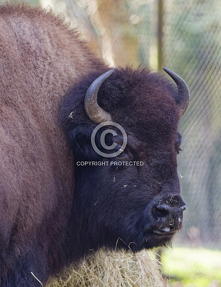 Bison