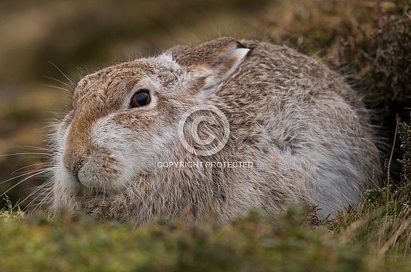 Mountain Hare