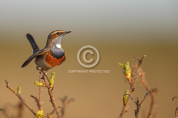 The Bluethroat bird. The Bluethroat bird.