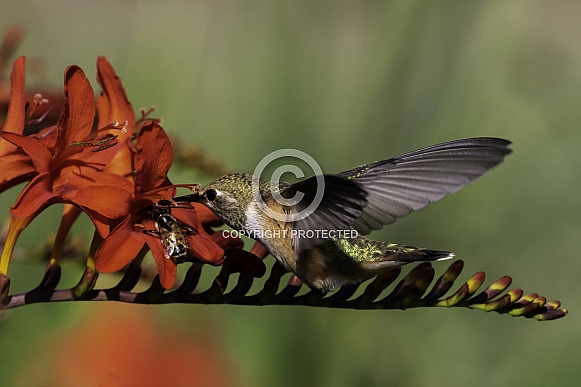 Hummingbird—Who Will Get The Nectar