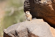 Harris's Antelope Squirrel, Ammospermophilus harrisii