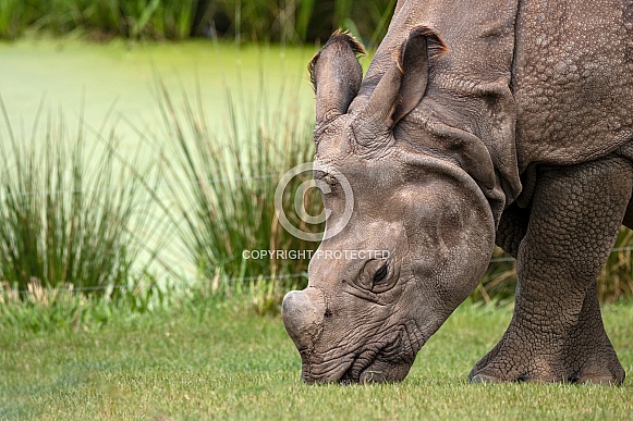 Greater One Horned Rhino Head Shot Grazing