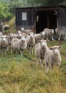 Ovis aries, domestic sheep