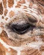 Eye of a Giraffe