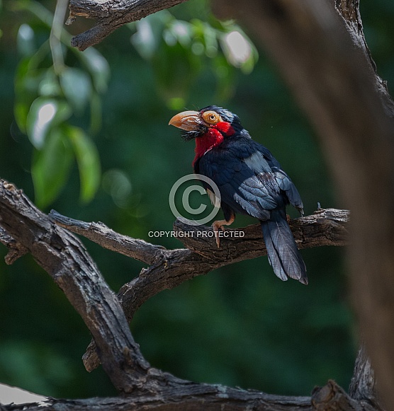 Bearded Barbet Bearded Barbet