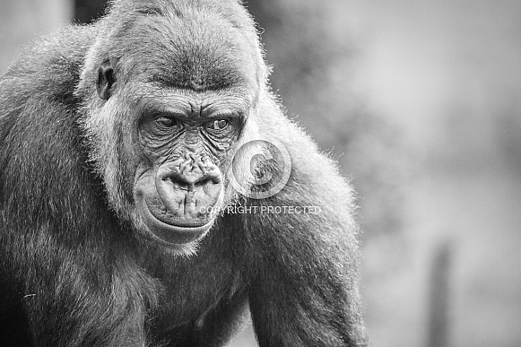 Western Lowland Gorilla Western Lowland Gorilla