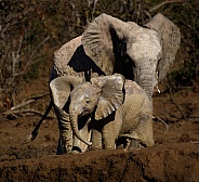 African Elephants