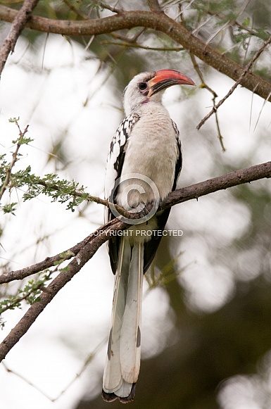 Red-billed Hornbill Red-billed Hornbill