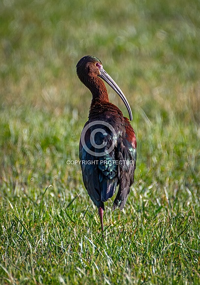 White-faced Ibis