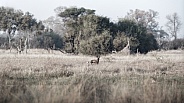 African wild dog in beautiful nature habitat