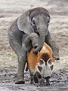 African elephant (Loxodonta) and red river hog (Potamochoerus porcus)