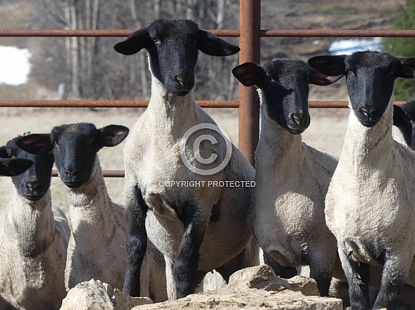 Sheep On Rocks