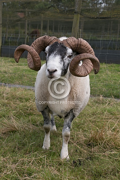 Swaledale Ram Swaledale Ram