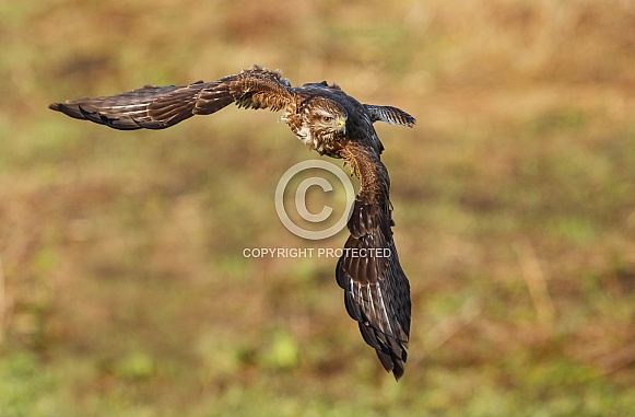 Eurasian Buzzard Buteo buteo Eurasian Buzzard Buteo buteo