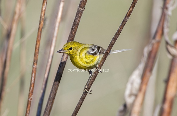 Adult Male pine warbler - Setophaga pinus Adult Male pine warbler - Setophaga pinus