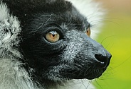 Black and White Ruffed Lemur (Varecia variegata)