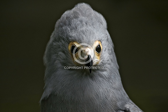African Harrier Hawk Close Up Head Shot African Harrier Hawk Close Up Head Shot