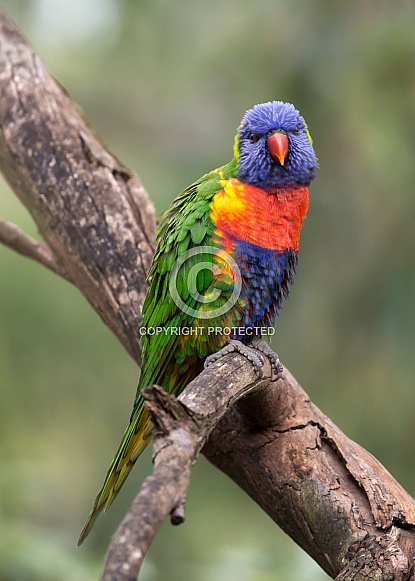 Rainbow Lorikeet Rainbow Lorikeet