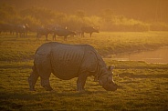 Indian rhino in the nature habitat