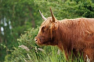A beautiful Scottish Highlander in the green countryside.