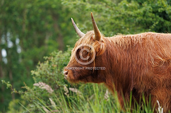 A beautiful Scottish Highlander in the green countryside.