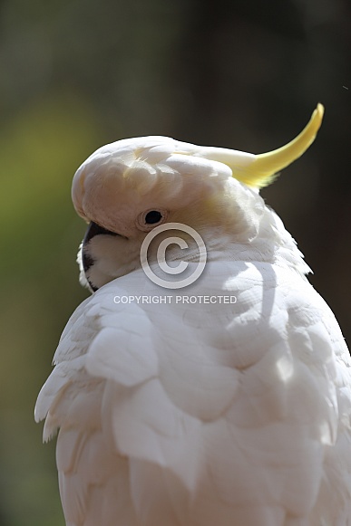 Sulphur-crested cockatoo Sulphur-crested cockatoo