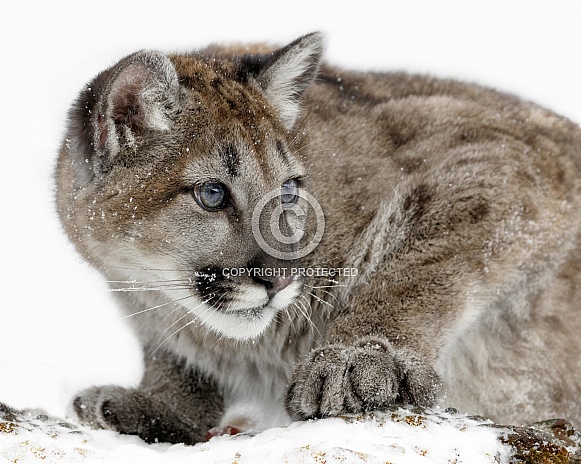 Cougar-Blue Eyed Cougar Cub