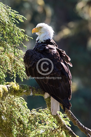 Bald Eagle