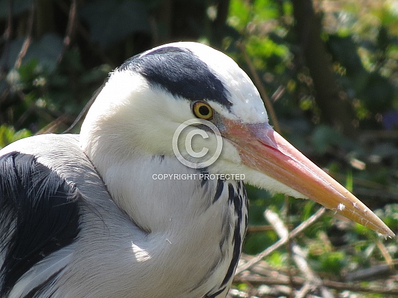Blue Heron Blue Heron