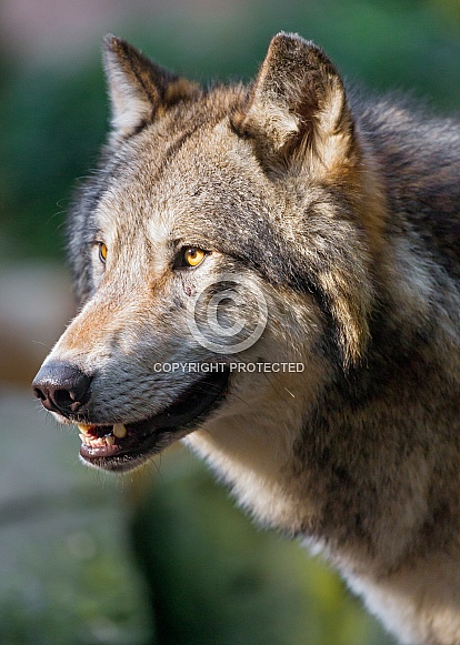 Grey Wolf