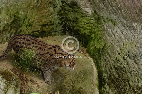 Fishing cat