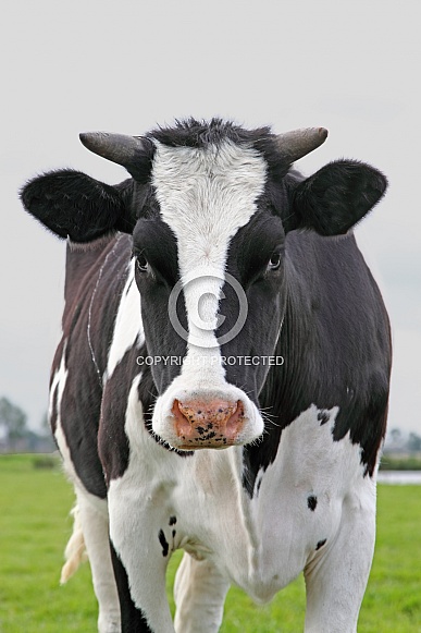 Dutch Cow and Cows