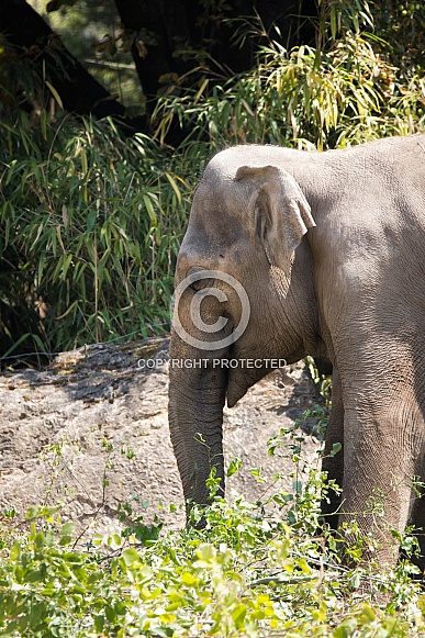 Asian elephant