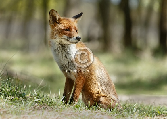 Red fox Red fox