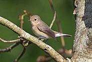 Red breasted Flycatcher