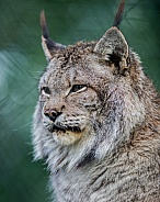 Siberian Lynx in winter coat