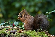Red Squirrel
