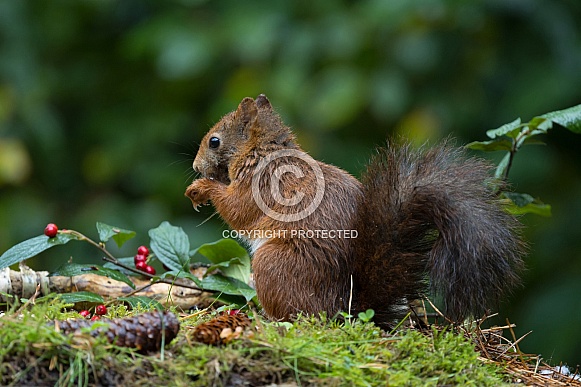 Red Squirrel