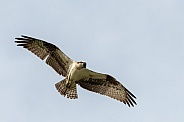 One eyed osprey hunting