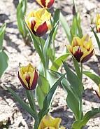 Beautiful Tulips