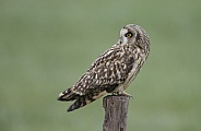 The short-eared owl (Asio flammeus)