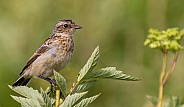 Young stonechat