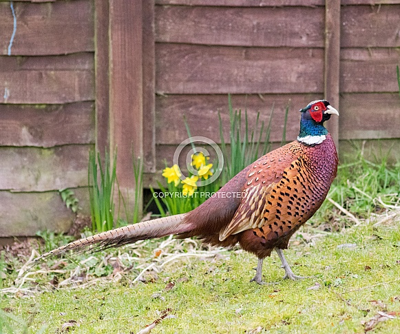 Pheasant