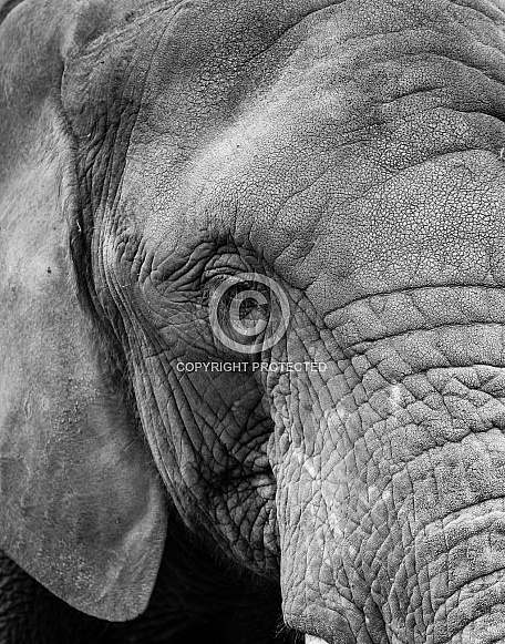 African Elephant