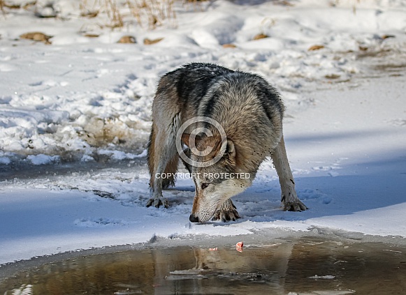 Gray or grey wolf in winter Gray or grey wolf in winter