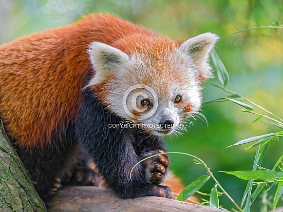 Red panda on tree Red panda on tree