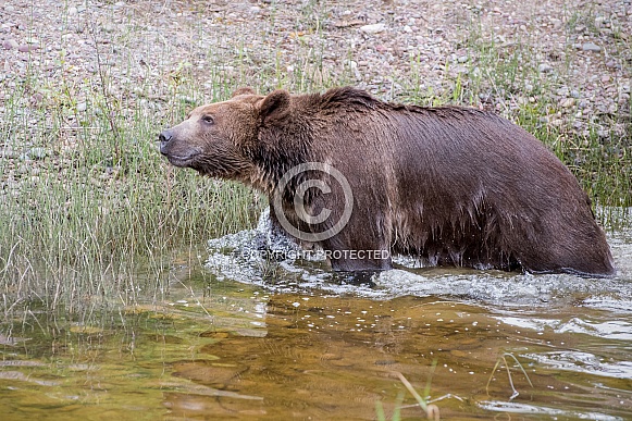 Grizzly Bear - Male