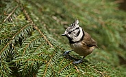 The crested tit or European crested tit