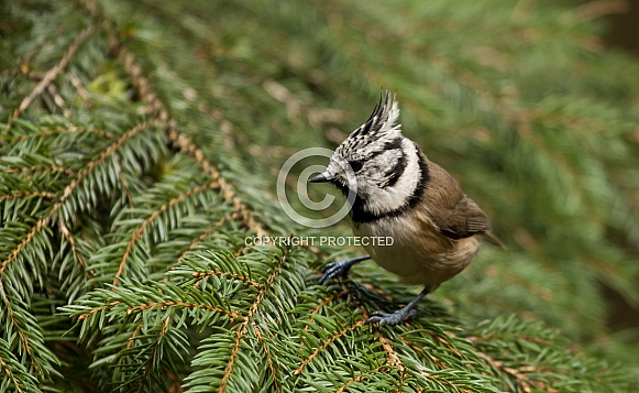 The crested tit or European crested tit