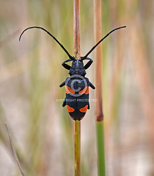 Longhorn Beetle